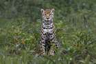 Jaguar along the river banks of Cuiaba River, Pantanal, Brazil. Art Print